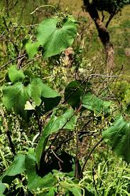 Image result for Riocreuxia