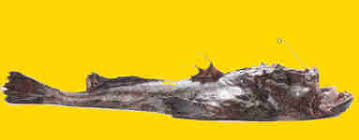 150 g ontpitte zwarte olijven. Zeeduivel