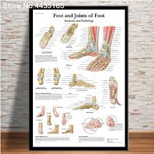 Spinal Column Chart Poster Human Anatomy Knee Joint Foot Posters And Prints Canvas Painting Hd Wall Art For Room Home Decoration