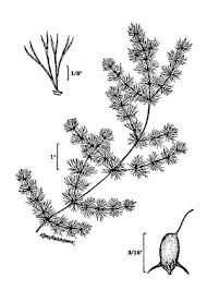 Image result for Ceratophyllum demersum