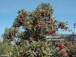 282 Theodore Bush Stock Photos, High-Res Pictures, and Images