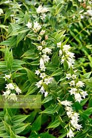 Image result for Gentiana asclepiadea alba