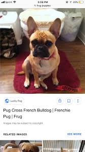 French bulldog pug mix french bulldogs pug mixed breeds frenchie pug super cute dogs puppy face pug puppies puppy breeds pug love. Hallie Cohen On Twitter I Want A Frug Puppy French Bulldog Pug Mix