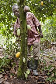 It can tolerate short drought periods but thrive best with regular when the plant is young, water regularly, established mango trees are extremely drought tolerant. Africa S Indigenous Fruit Trees A Blessing In Decline Environmental Health Perspectives Vol 123 No 12