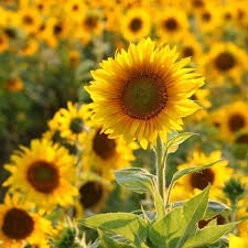 This business listing is provided by 33 Best Sunflower Fields Near Me Top Sunflower Fields Mazes In The U S
