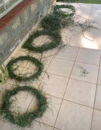 Image result for Periploca linearifolia