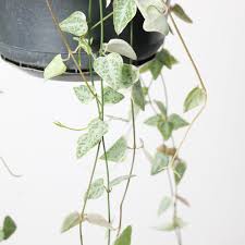 Image result for Ceropegia gracilior