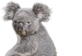 Some are fun splurges do some research and tackle the challenge together as a team. Koala National Zoo Aquarium