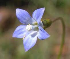 Good in a pot or as part of a wildflower garden. Key To Tasmanian Dicots