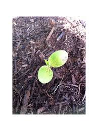 Young watermelon plants can also be bought from nurseries. Watermelon Seedling Problems Pics