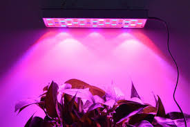 Among the visible light band, blue light is used in a vegetative state. All You Need To Know About Buying Cheap Grow Lights