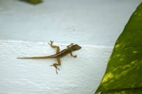 Has anyone ever used one around their lizards? Natural Repellents For Lizards Thriftyfun