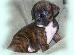 If you are interested in seeing more boxers in need of good homes, would like to complete an online application to adopt a boxer, would like to help out by sponsoring a boxer or making a donation to boxer rescue, check out the midwest boxer rescue association website. Boxer Puppies In Missouri