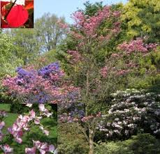 In basso è possibile visualizzare le misure del prodotto, anch'esse filtrabili per 'tipo/forma' e 'vaso/zolla'. Cornus Florida Rubra Roter Blumenhartriegel Blutenhartriegel Ebay