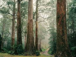 The World S Biggest And Most Vulnerable Trees In Pictures Tree Forest Big Tree Forest