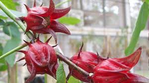 Bunga rosella seringkali dimanfaatkan sebagai bahan dasar sirup. Mengenal Rosella Bunga Yang Kaya Manfaat Bagi Kesehatan Bisa Cegah Hipertensi Dan Osteoporosis Halaman All Tribun Palu