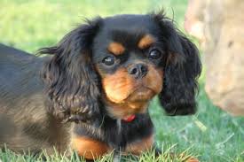 Black And Tan Cavalier King Charles Spaniel Puppies For Sale Near Me Cavalier King Charles Spaniel Black And Tan Coat Cavalier King Charles Dog King Charles Charles Spaniel