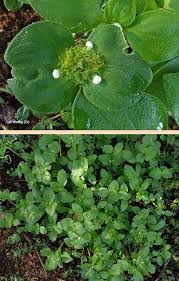 Image result for Richardia brasiliensis