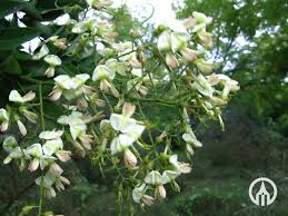 Image result for Styphnolobium