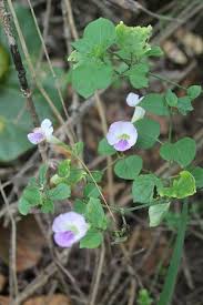 Image result for Asystasia