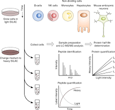 Maybe you would like to learn more about one of these? Systematic Analysis Of Protein Turnover In Primary Cells Nature Communications