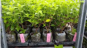 M﻿ccrory gardens is a botanical garden operated and maintained by the mccrory. Horticultural Uses Of Bark And Bark Products Nursery Management