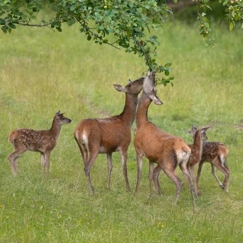 Wildlife Package : NORTHERN APPLE PACK of 12 - Whiffletree Farm & Nursery