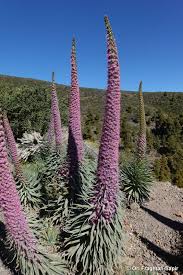 Image result for Echium