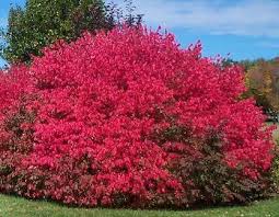 Unusual flowers blue flowers veronica mixed border sun perennials flowering shrubs seasonal flowers ornamental grasses shades of purple. Dwarf Burning Bush Euonymus Alatus Compactus Landscape Shrub Zone 4