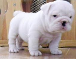Black And White English Bulldog Puppy All White Bulldog 3 English Bulldog Puppies Bulldog Puppies Mini English Bulldogs