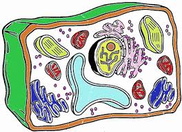 The Anatomy Of A Synapse Plant Cell Color Worksheets Animal Cell