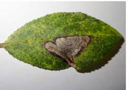 Image result for Stigmella prunetorum