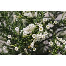 Image result for Fabiana imbricata