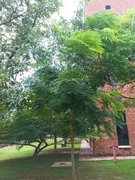 Image result for Albizia procera