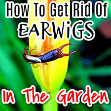 There are over 2000 species of earwigs in the world. How To Get Rid Of Earwigs In The Garden