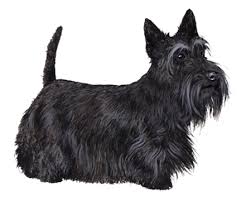 Scottish Terrier Facts - Wisdom Panel? Dog Breeds