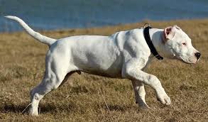 If you're thinking of adopting. 20 Small Large White Dog Breeds Short Long Haired