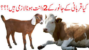 You will contact us with your videos link or youtube channel name and we will remove them. Kaya Qurbani Ky Janwar Ky 2 Dant Teeth Hona Lazimi Hyn 2018 Hd By