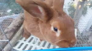New zealand rabbit is a large breed. New Zealand Rabbits Taking A Look At The New Zealand Red Rabbits That Remain At The Rabbitry Youtube