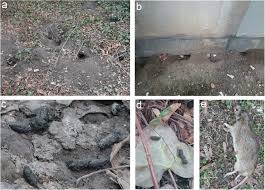 Apartment pest control legal advice from avvo. Brown Rats Rattus Norvegicus In Urban Ecosystems Are The Constraints Related To Fieldwork A Limit To Their Study Springerlink