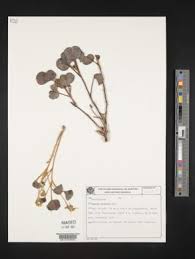 Image result for Oxalis anthelmintica