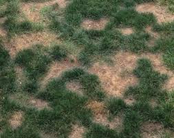 Dog urine contains urea, co(nh2)2, which is an. How To Neutralize Dog Urine On Your Grass