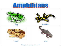 Amphibians Chart Www Loving2learn Com Amphibians Pet Care Animal Groups