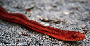 See full list on floridamuseum.ufl.edu Rat Snake Serenity Spell