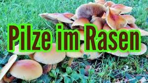 Manchmal liegt es auch an der verhältnismäßigkeit von nährstoffen im boden, dass sich pilze im rasen verbreiten. Pilze Im Rasen Was Tun Pilze Im Rasen Entfernen Hexenringe Bekampfen Rasenpilze Rasenpflege Youtube