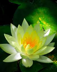 Yellow Lotus Flower Fine Art Photography Water Lily In Pond Etsy Flower Art Lotus Flower Art Flowers Photography