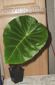 Image result for Remusatia