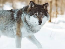 (m) a pack of wolves had attacked the sheep. 310 Wolf Names Male Female Famous Alpha Names With Meaning All Things Dogs