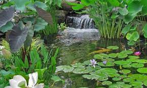 Your guide to trusted bbb ratings, customer reviews and bbb accredited businesses. Renowned Pond Plants For Floating Garden Water Lilies Pondmegastore Pond Megastore