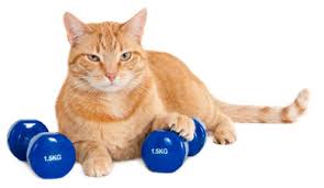 Helping an overweight cat slim down can help them live a healthier life. Cat Weight Loss How You Can Help Your Cat Lose Weight